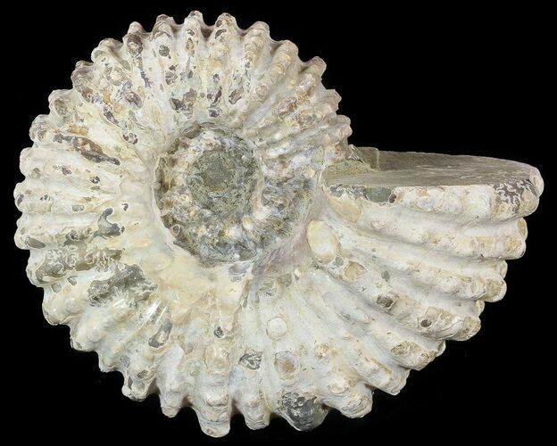 Bumpy Douvilleiceras Ammonite - Madagascar #53320